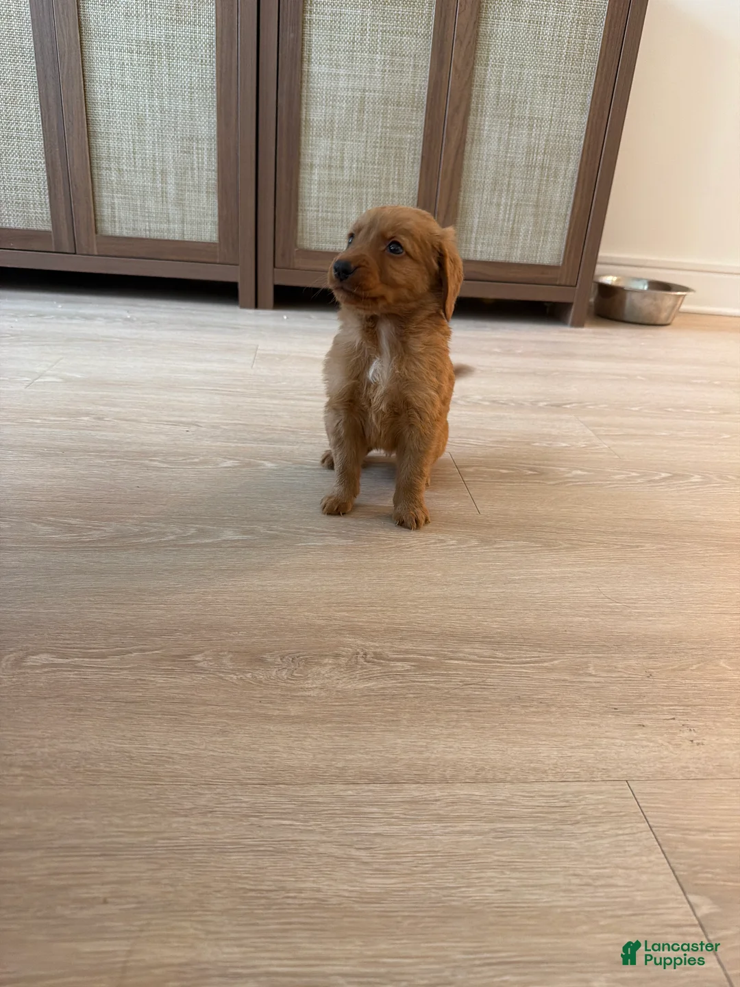 Golden Retriever dogs for sale: Golden Retriever Puppy 3 - Ad 1