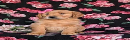 Golden Retriever dogs for sale: Lydia - Ad 4