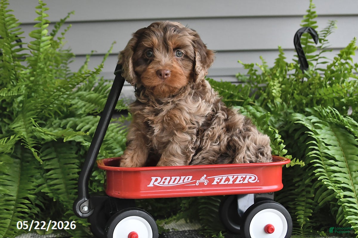 Cavapoo dogs Vance - Ad 1