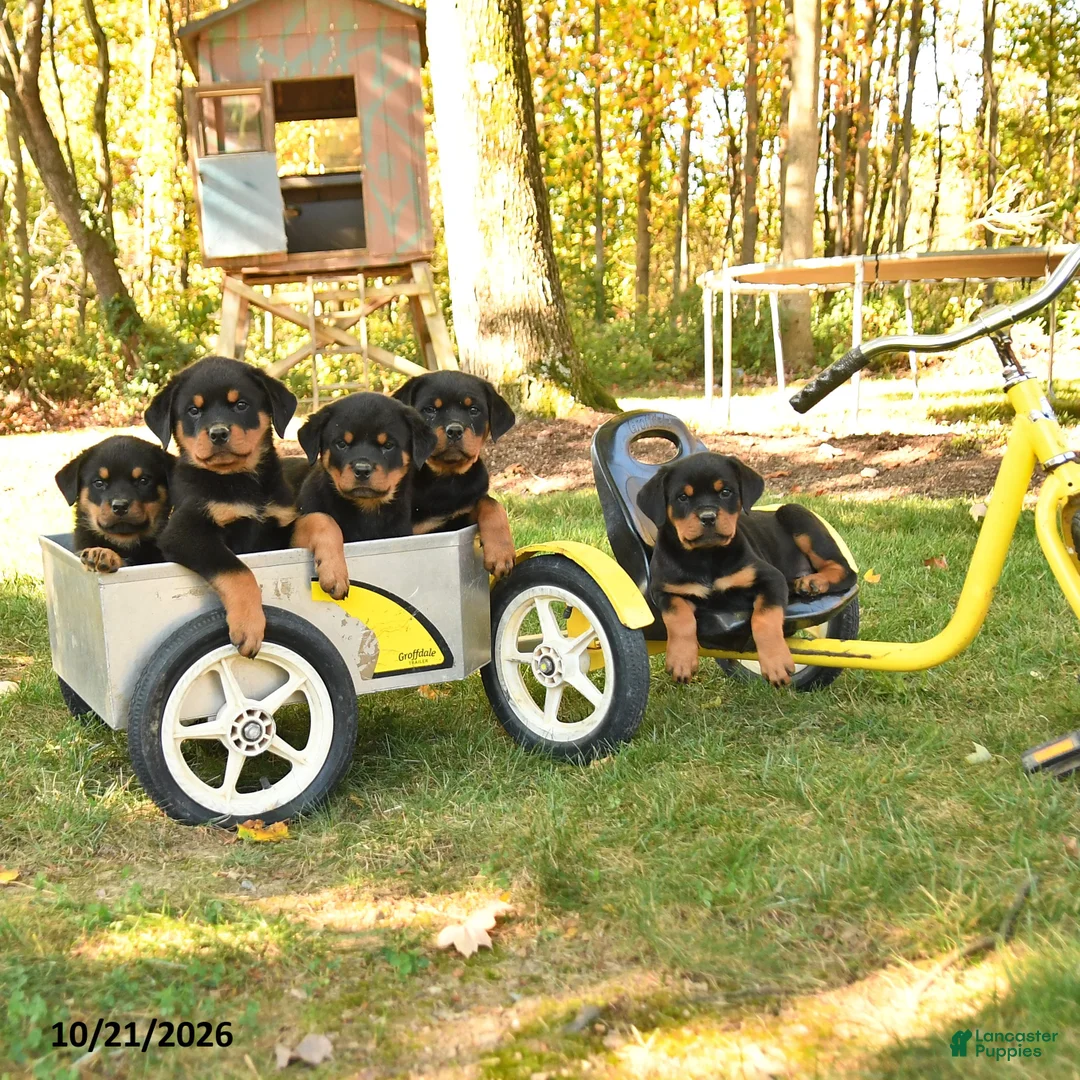 Rottweiler dogs for sale: Tessa - Ad 5