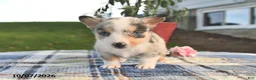 Welsh Corgi Pembroke dogs for sale: Cider - Ad 3