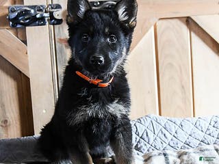 German Shepherd dogs Mandy - Ad 14