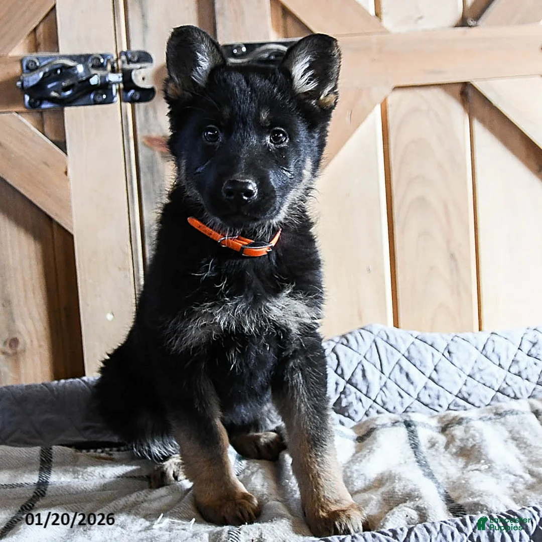 German Shepherd dogs for sale: Mandy - Ad 1