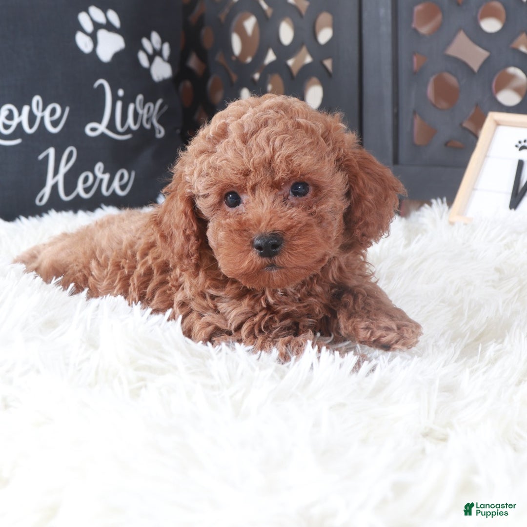 Miniature Poodle dogs for sale: Miniature Poodle Hawk - Ad 4