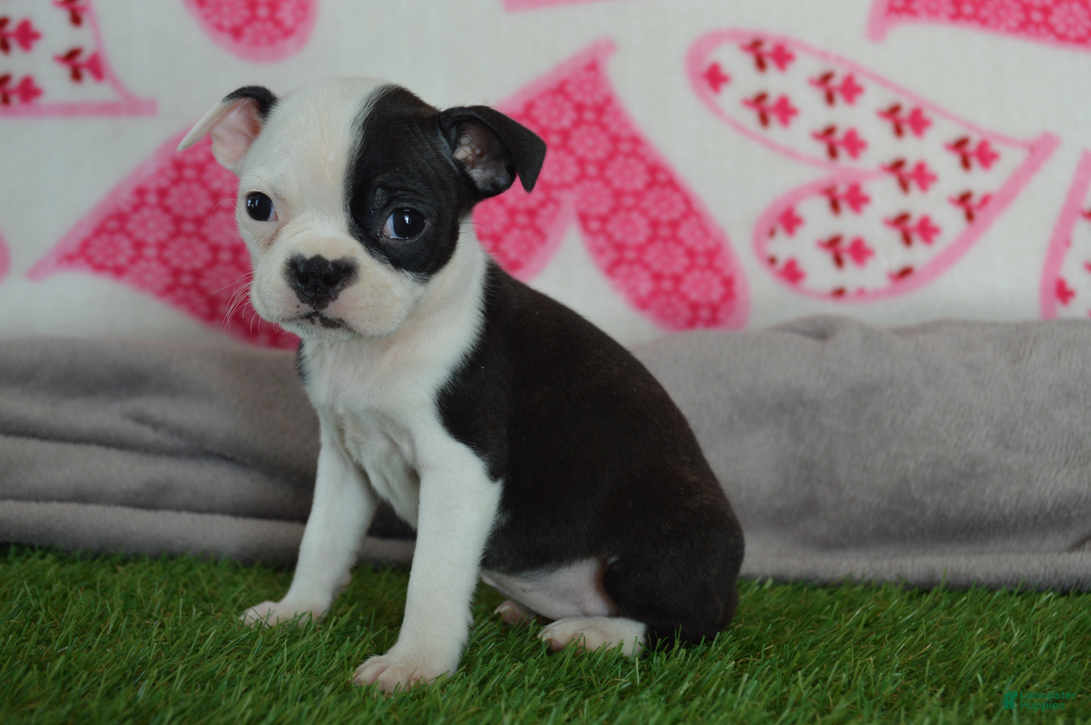 Boston Terrier dogs Penny - Ad 3