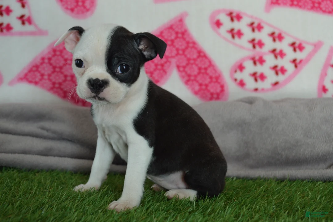 Boston Terrier dogs for sale: Penny - Ad 1
