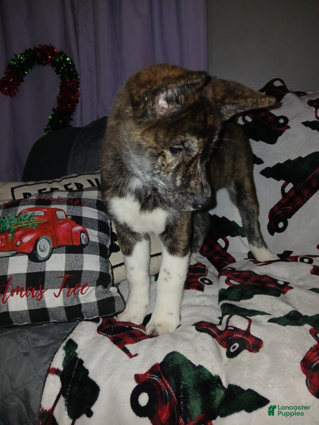 Akita dogs for sale: Astra - Ad 5