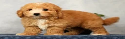 Bichpoo dogs for sale: Yonder - Ad 3