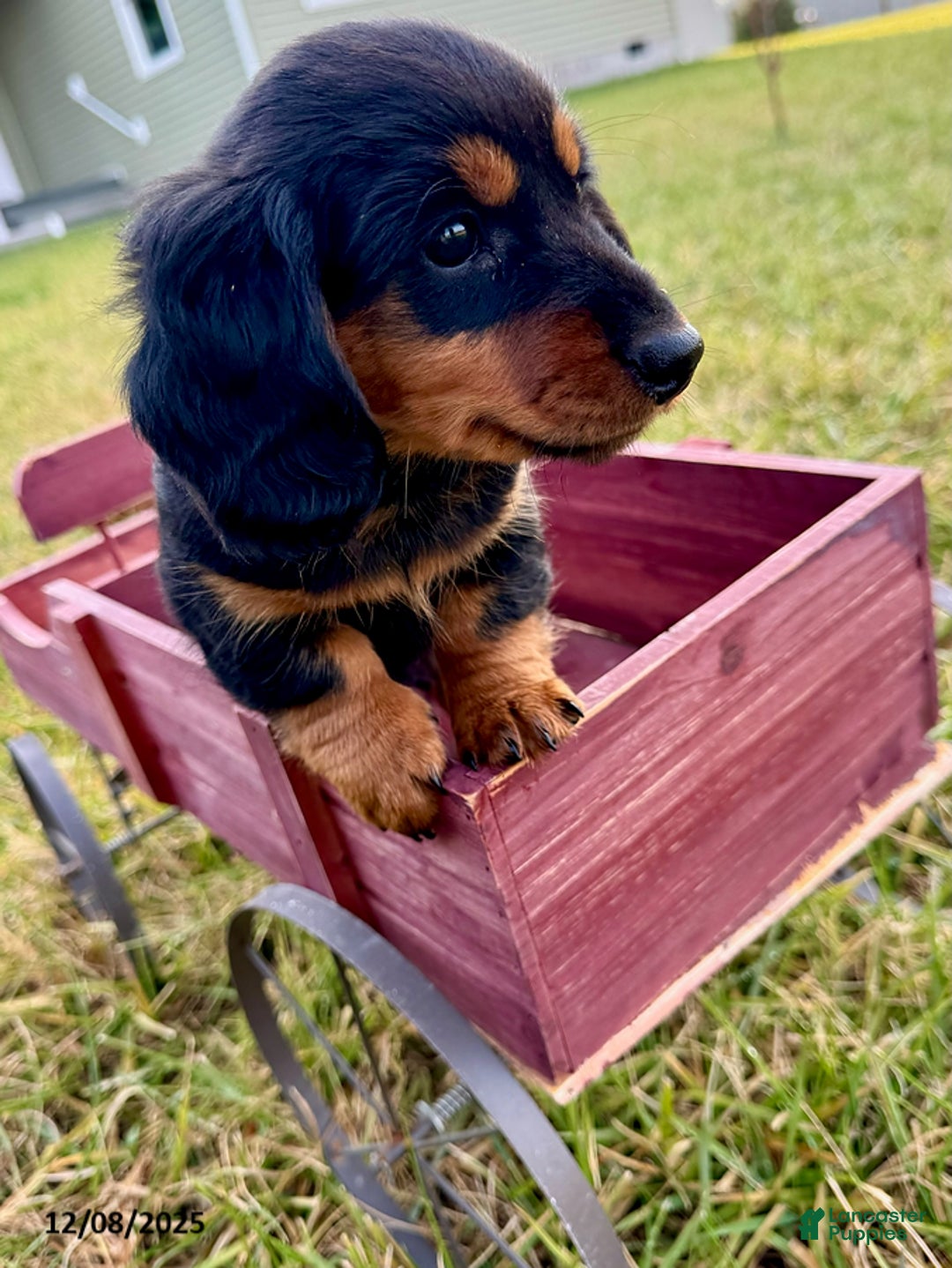 Miniature Dachshund dogs for sale: Charlie - Ad 3