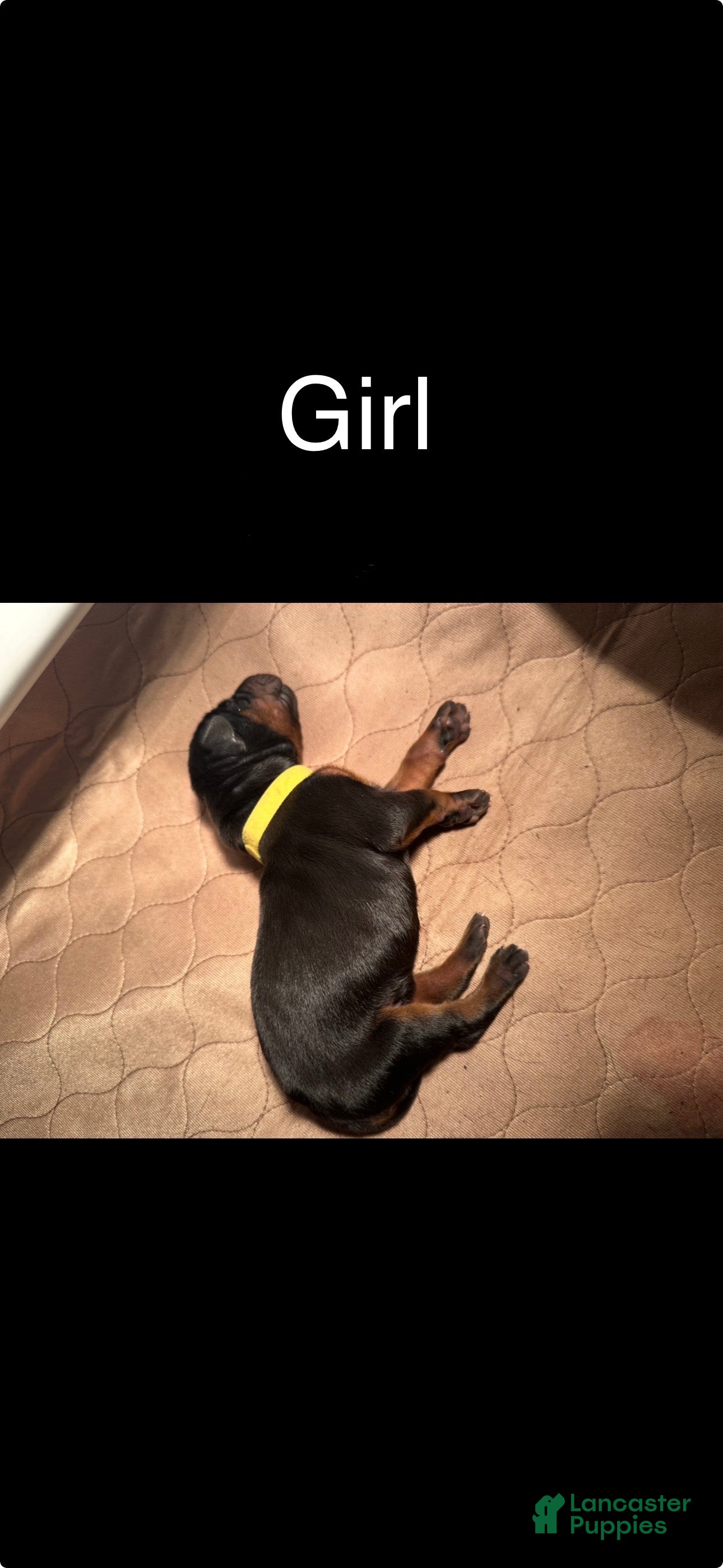 Doberman Pinscher dogs Doberman Pinscher Puppy 9 - Ad 21