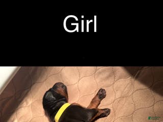 Doberman Pinscher dogs Doberman Pinscher Puppy 9 - Ad 40