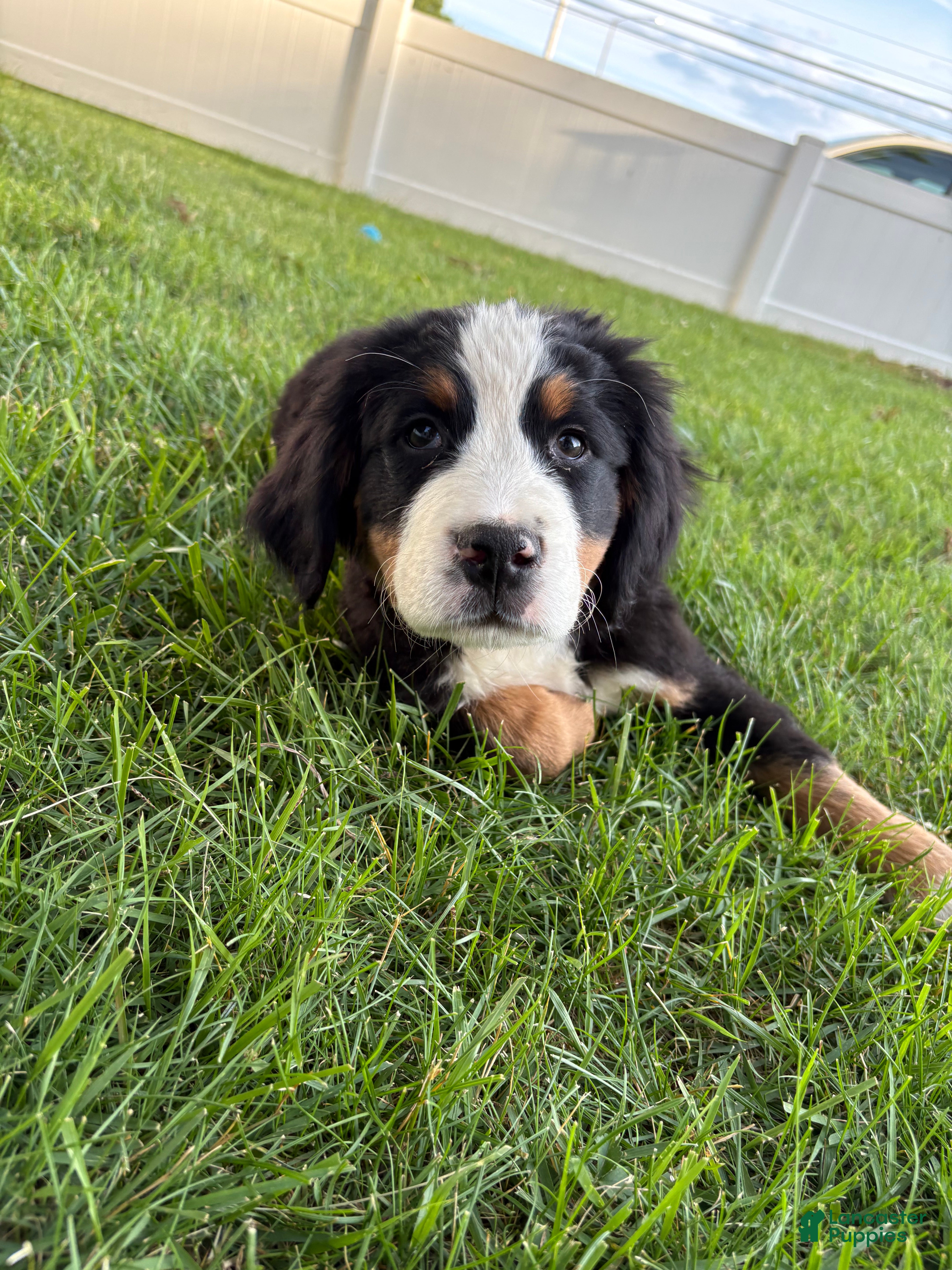 Bernese Mountain Dog dogs for sale: Shamrock  - Ad 2
