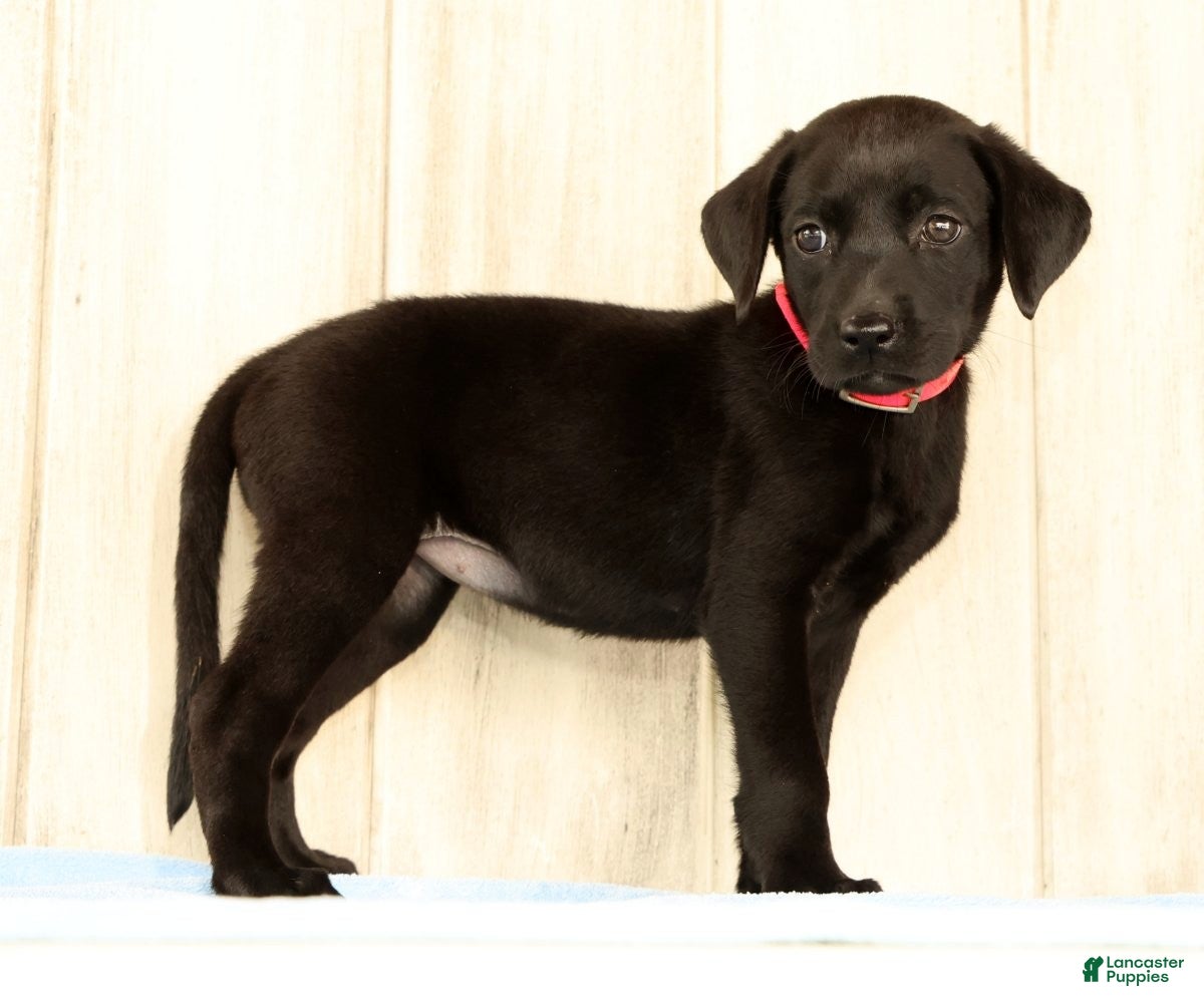 Labrador Retriever dogs Boba - Ad 1