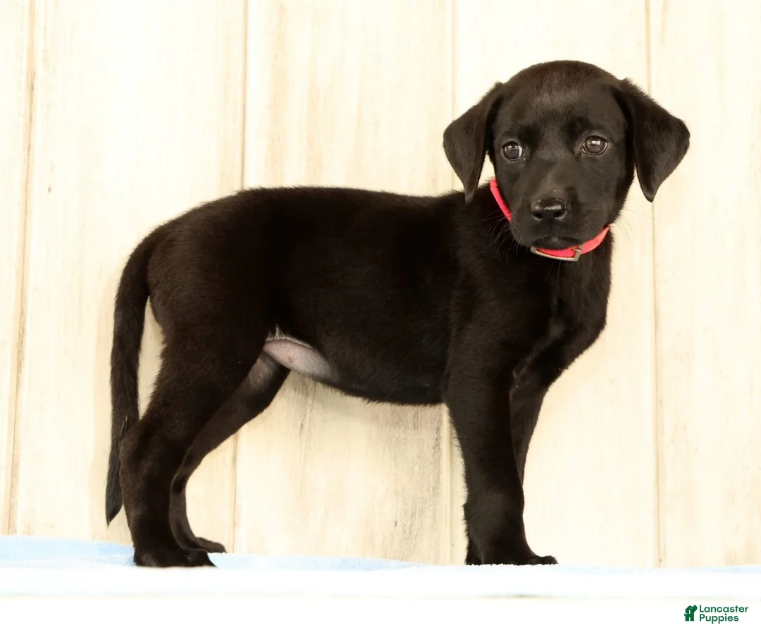 Labrador Retriever dogs for sale: Boba - Ad 1