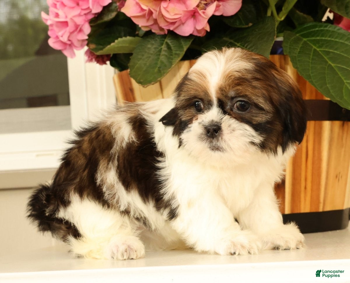 Malshi dogs for sale: Macey - Ad 6