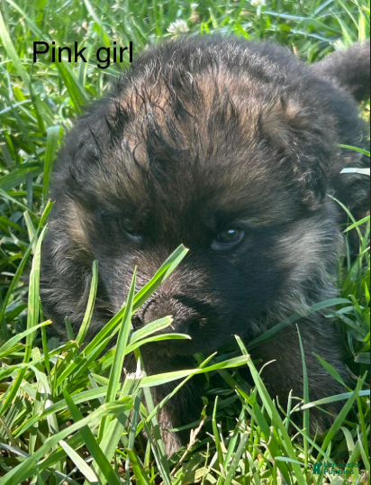 German Shepherd dogs Pink Girl - Ad 6