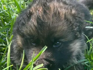 German Shepherd dogs Pink Girl - Ad 6