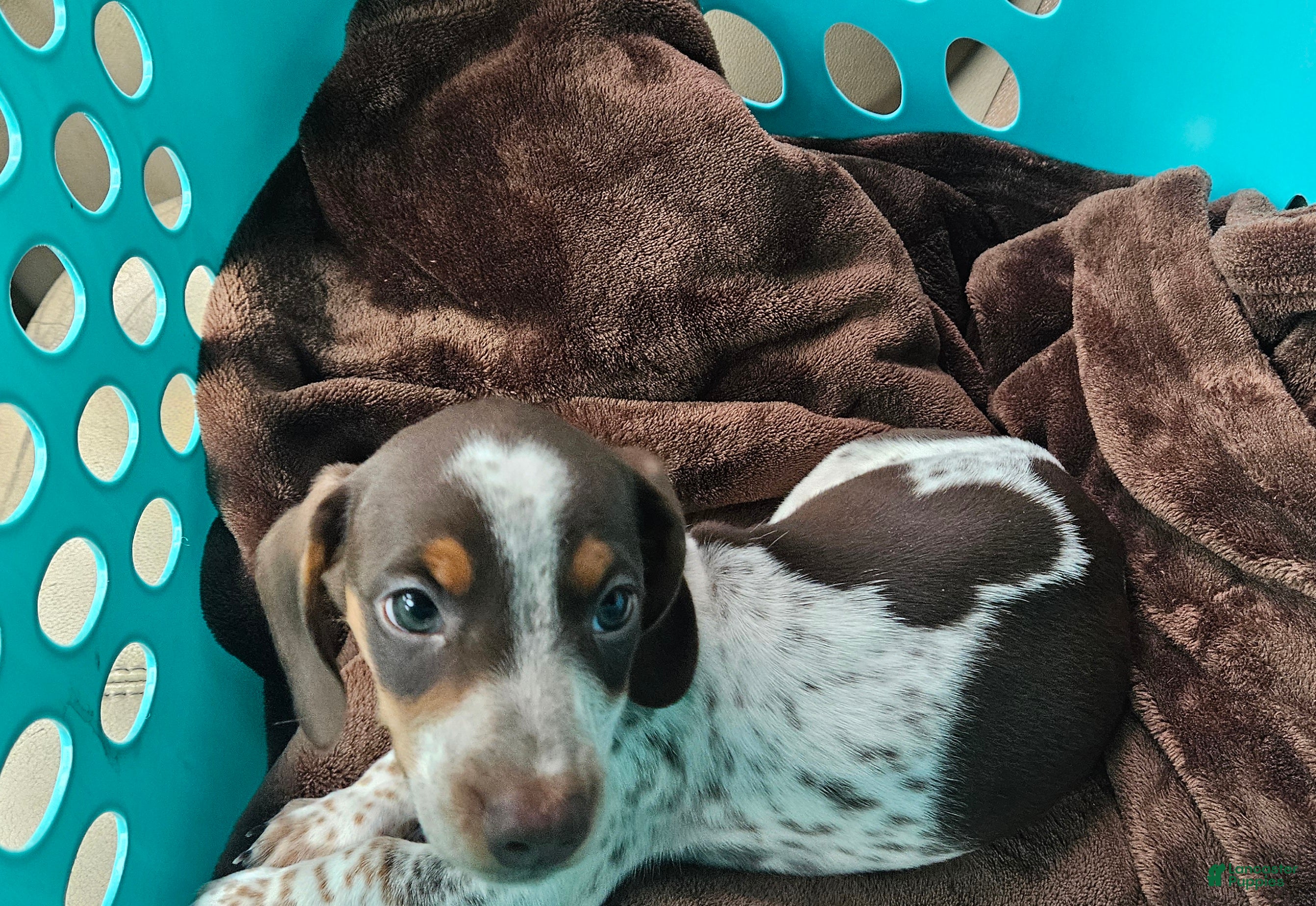 Miniature Dachshund dogs Charlie - Ad 6