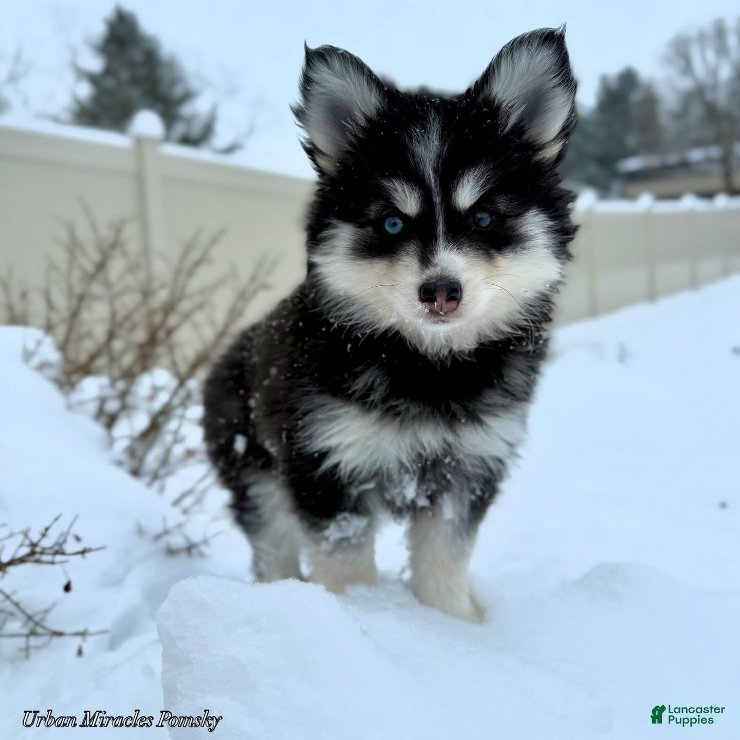 Pomsky dogs Lumi - Ad 5