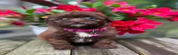 Shihpoo dogs for sale: Mia - Ad 1