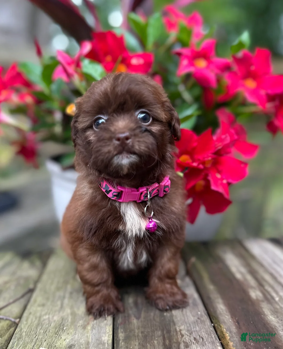 Shihpoo dogs for sale: Mia - Ad 1