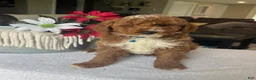 Mini Goldendoodle dogs for sale: Ripley - Ad 1