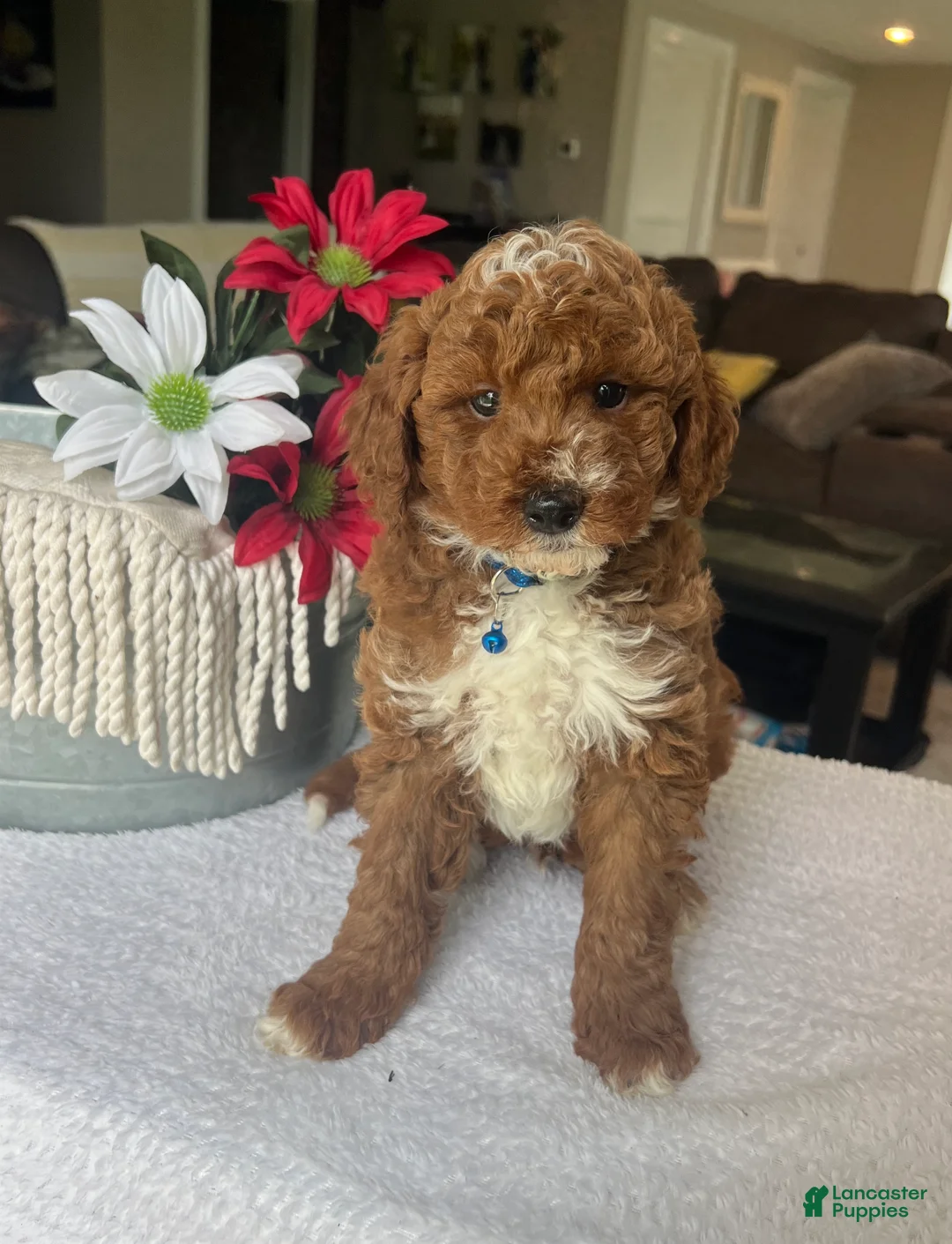 Mini Goldendoodle dogs for sale: Ripley - Ad 1