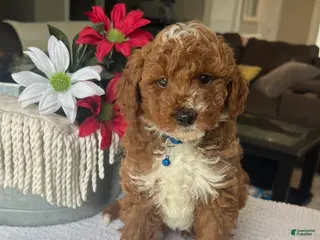 Mini Goldendoodle dogs for sale: Ripley - Ad 1