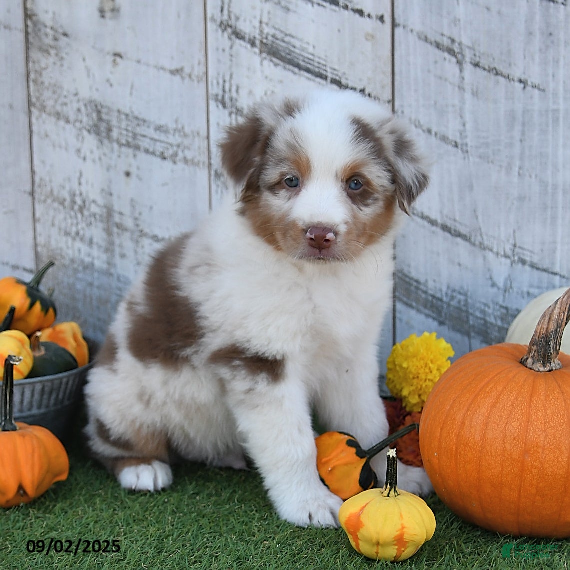 German Shepherd Puppy French Bulldog And Australian Shepherd Mix