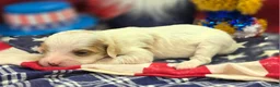 Cavapoo dogs for sale: Cream - Ad 1