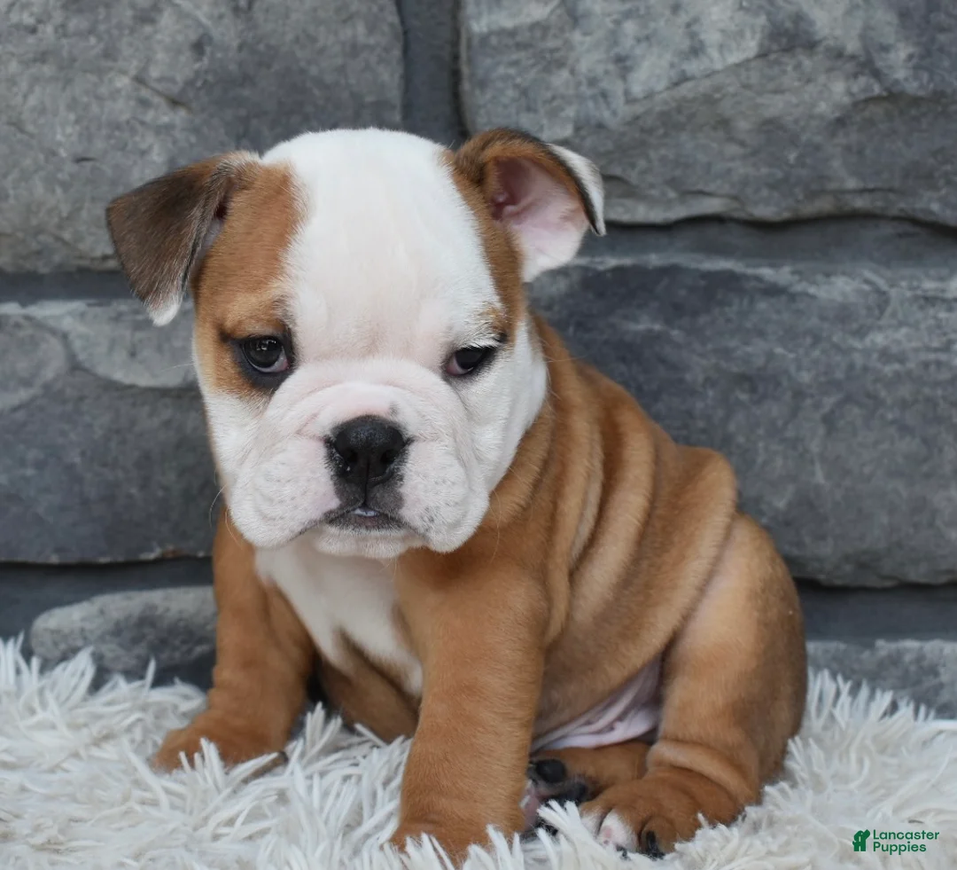 Beabull dogs for sale: Miles - Ad 1