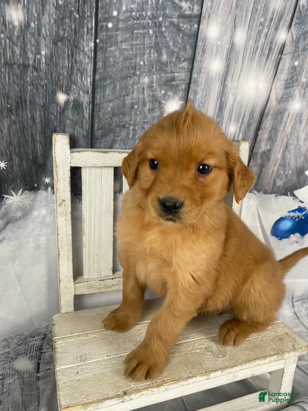 Golden Retriever dogs for sale: Betty - Ad 7