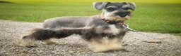 Miniature Schnauzer dogs for sale: Quest Miniature Schnauzer (crate and leash Trained) - Ad 8