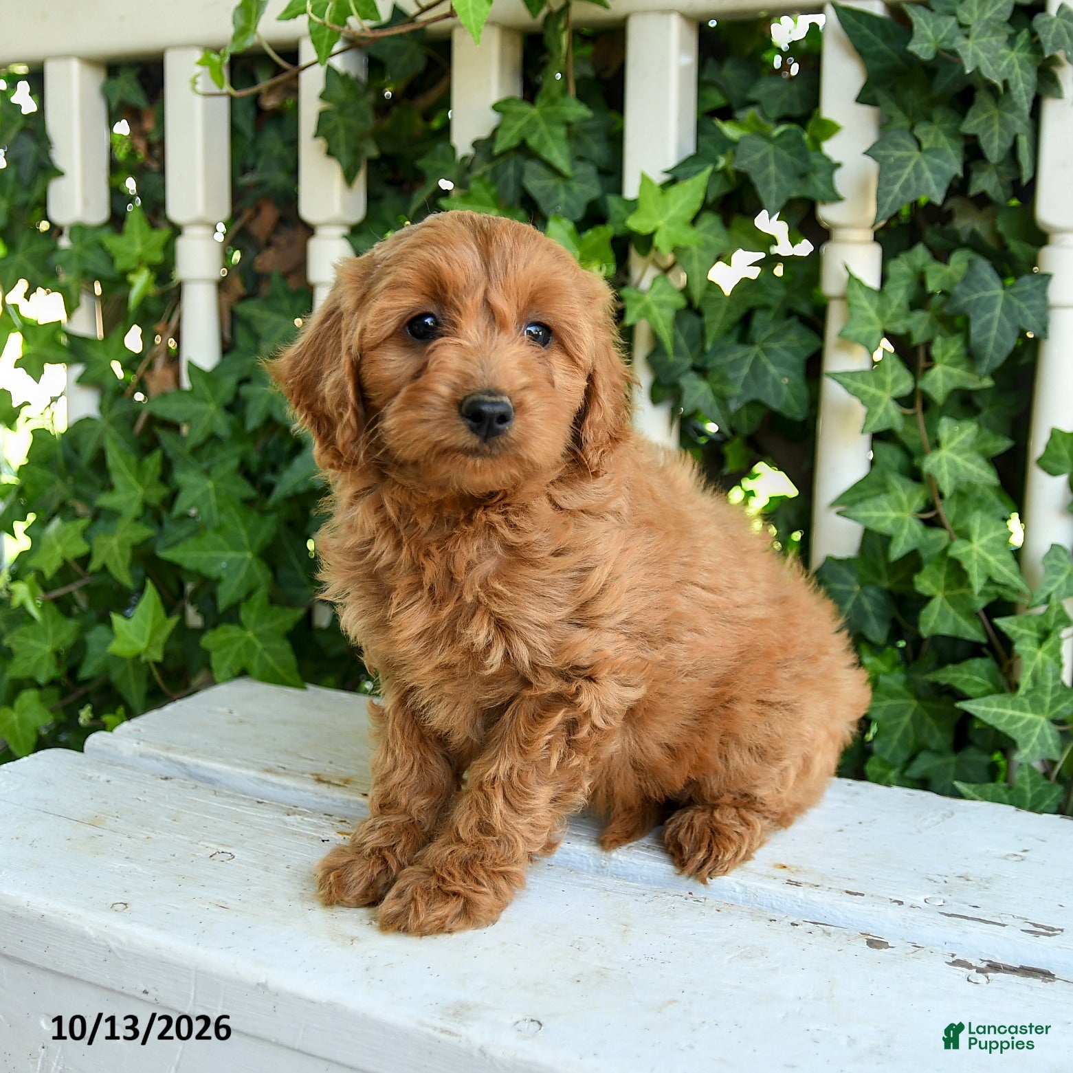 Mini Goldendoodle dogs for sale: Woolly - Ad 2