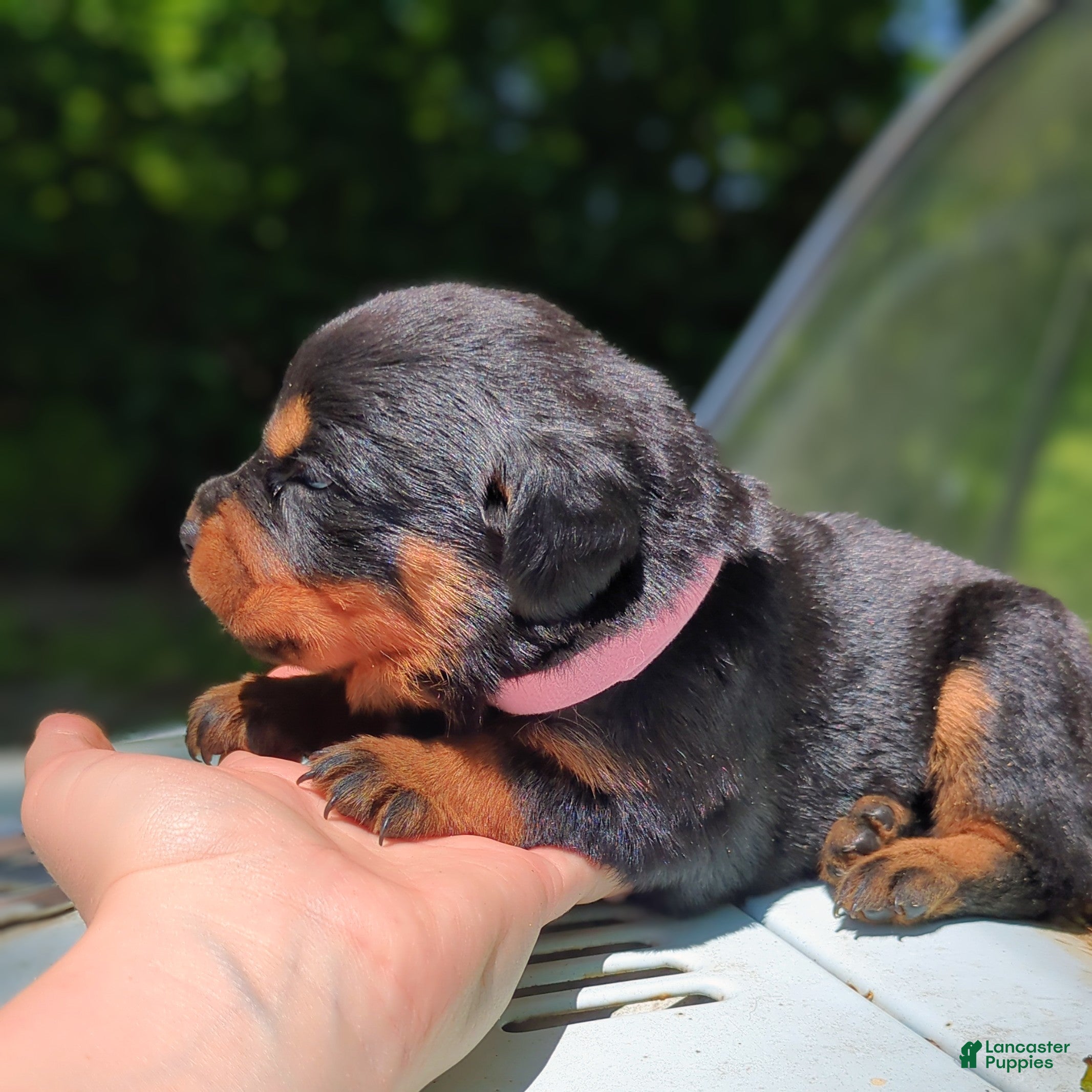 Rottweiler dogs Shelby - Ad 2