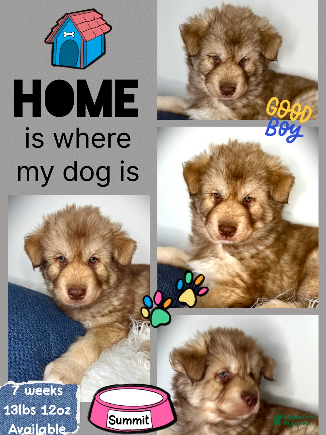 Siberian Husky dogs for sale: Summit - Ad 1