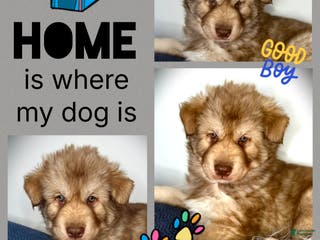 Siberian Husky dogs Summit - Ad 20