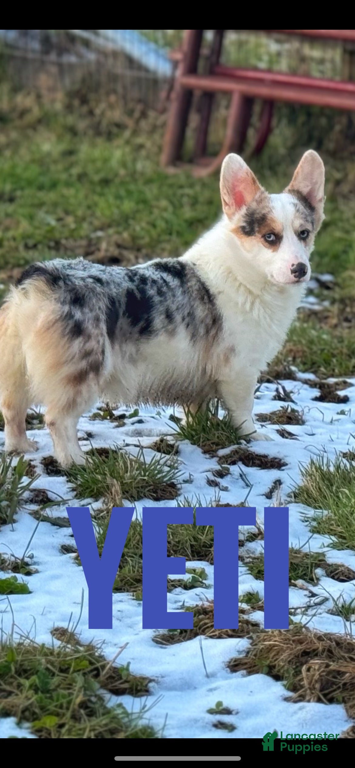 American Corgi dogs American Corgi Puppy 1 - Ad 5