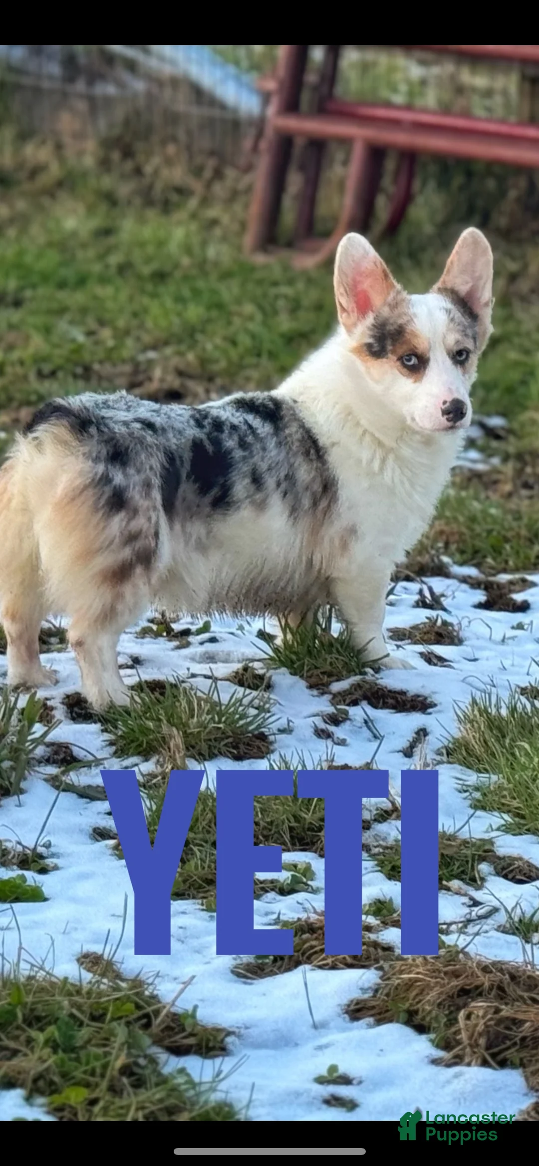 American Corgi dogs for sale: American Corgi Puppy 1 - Ad 1