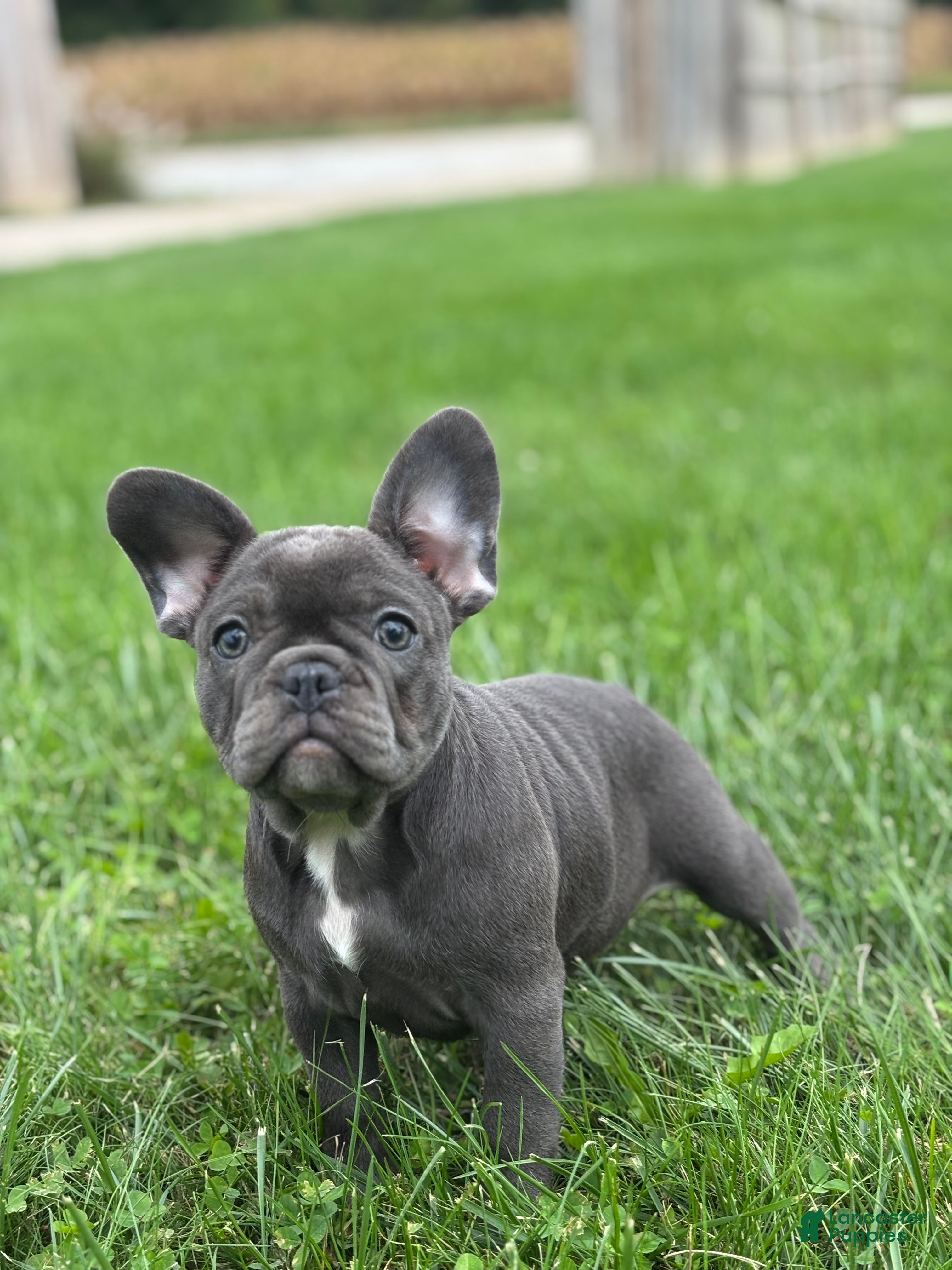 Stella