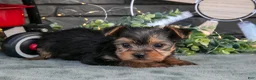Yorkshire Terrier dogs for sale: Bonnie - Ad 1