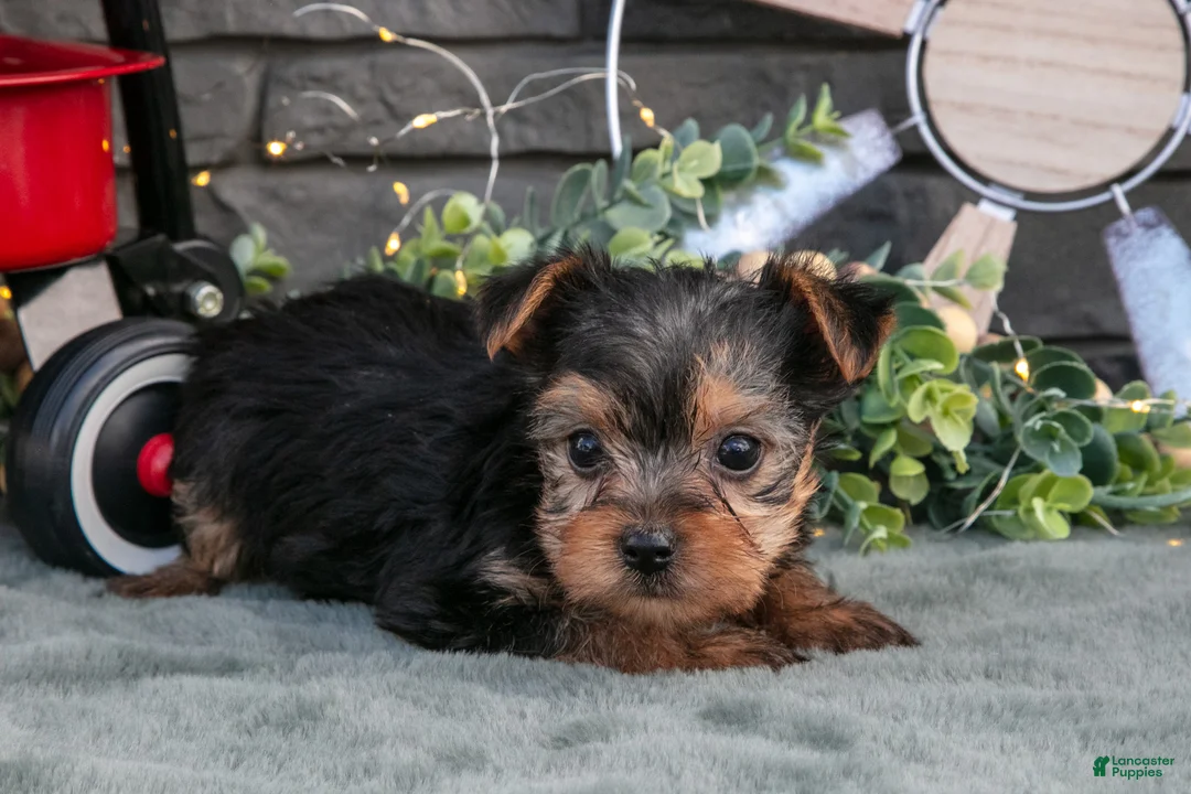 Yorkshire Terrier dogs for sale: Bonnie - Ad 1