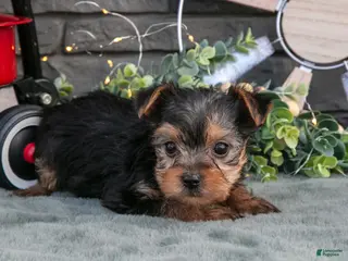 Yorkshire Terrier dogs Bonnie - Ad 39