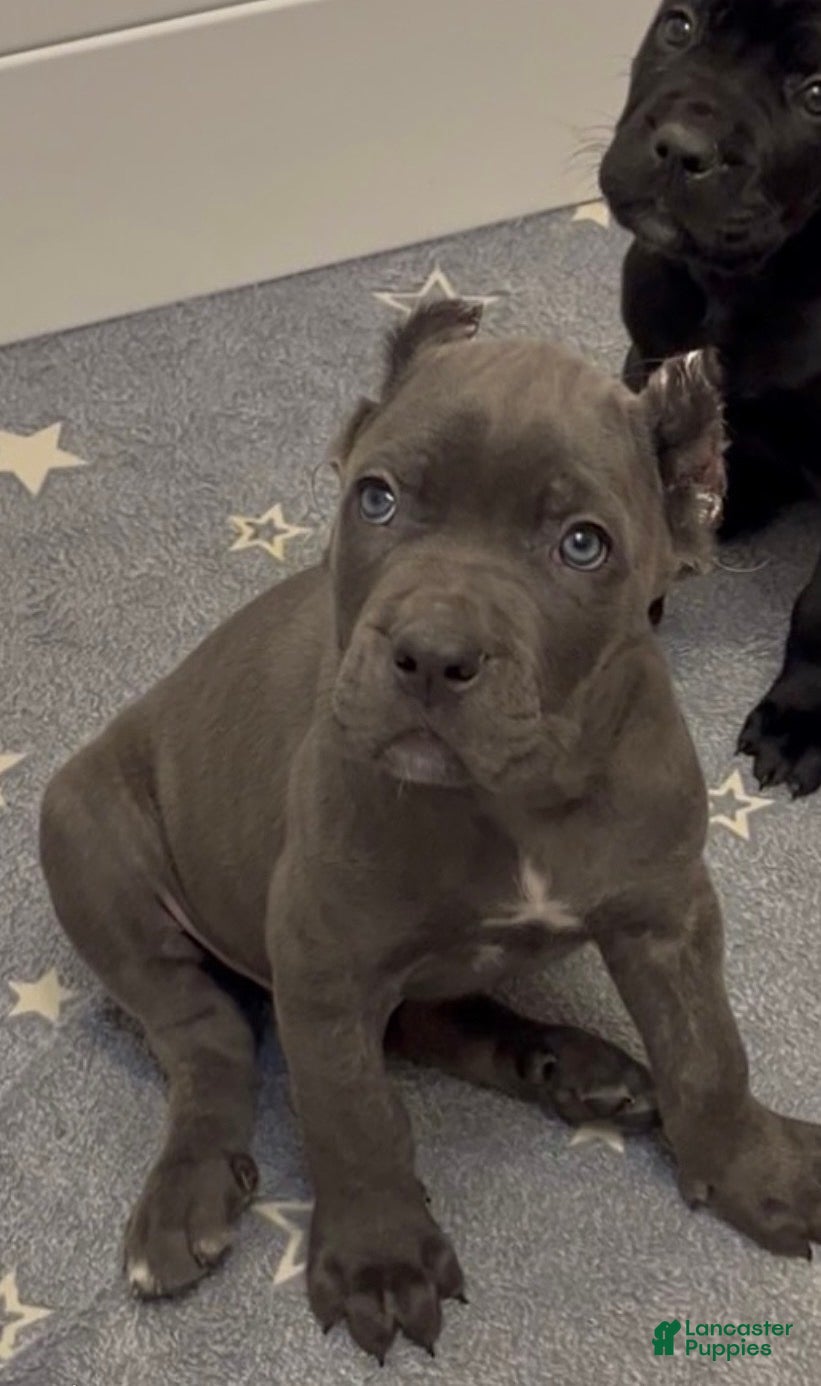 Cane Corso dogs West  - Ad 1