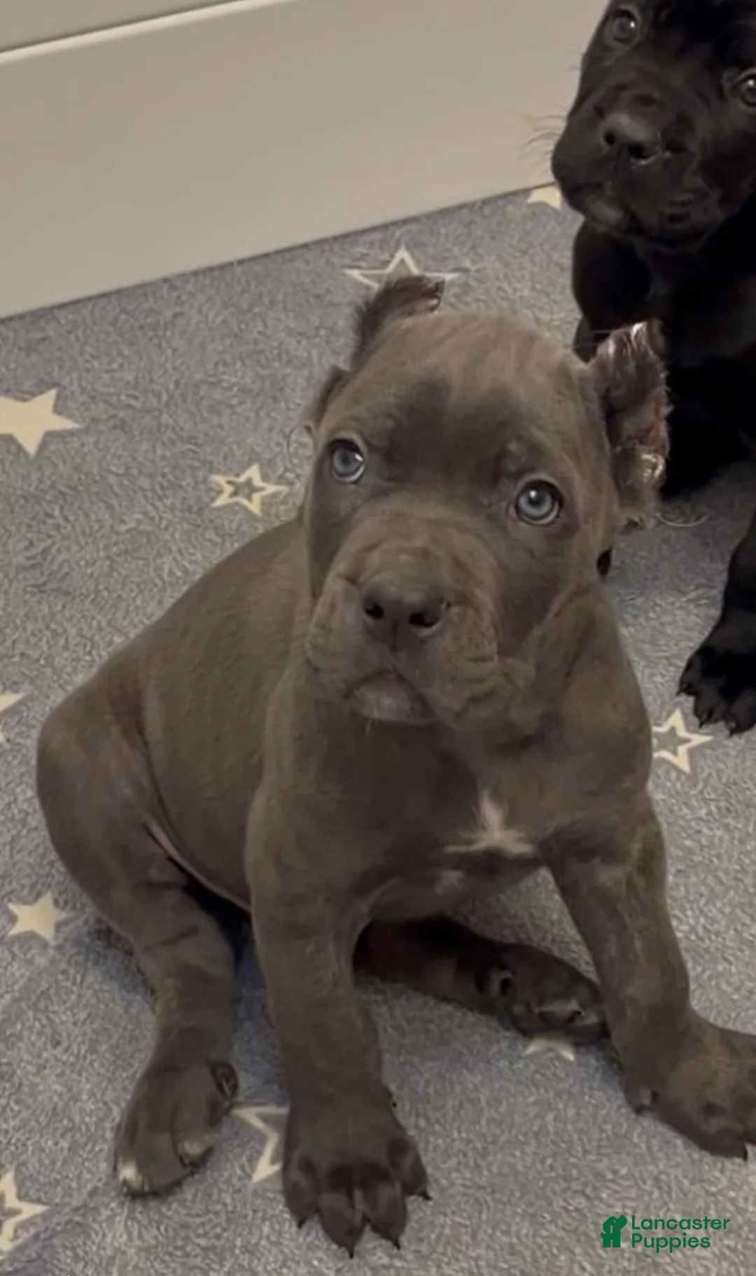 Cane Corso dogs for sale: West  - Ad 1