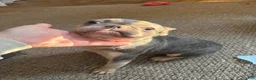 French Bulldog dogs for sale: French Bulldog 1 - Ad 7