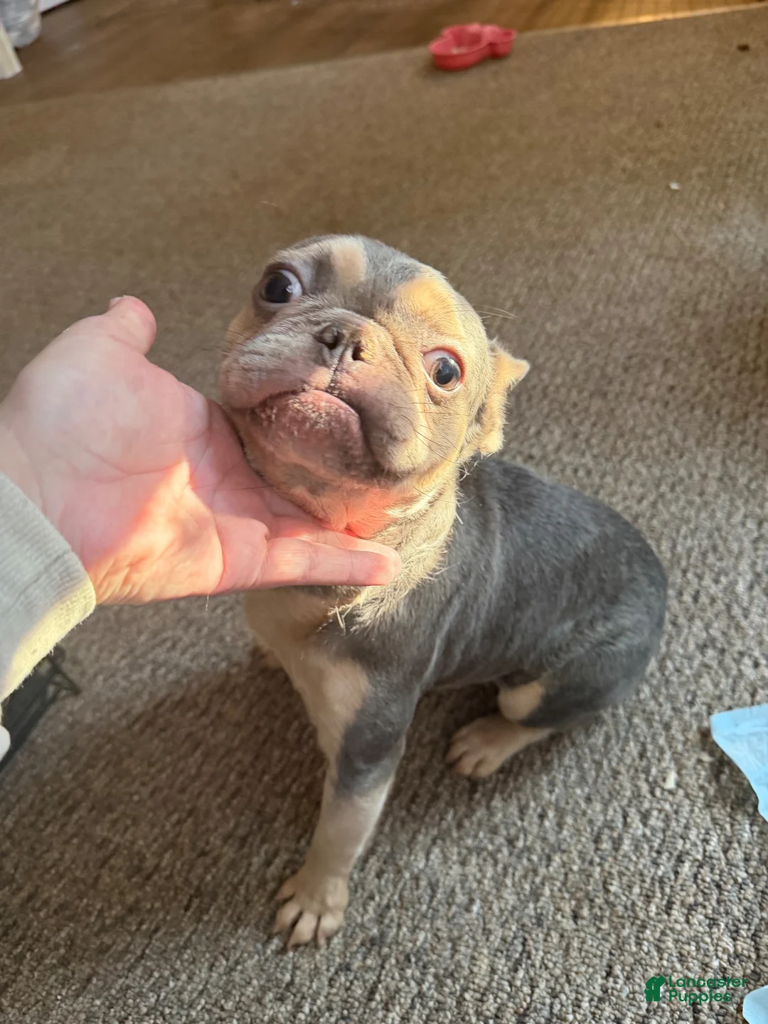 French Bulldog dogs for sale: French Bulldog 1 - Ad 7