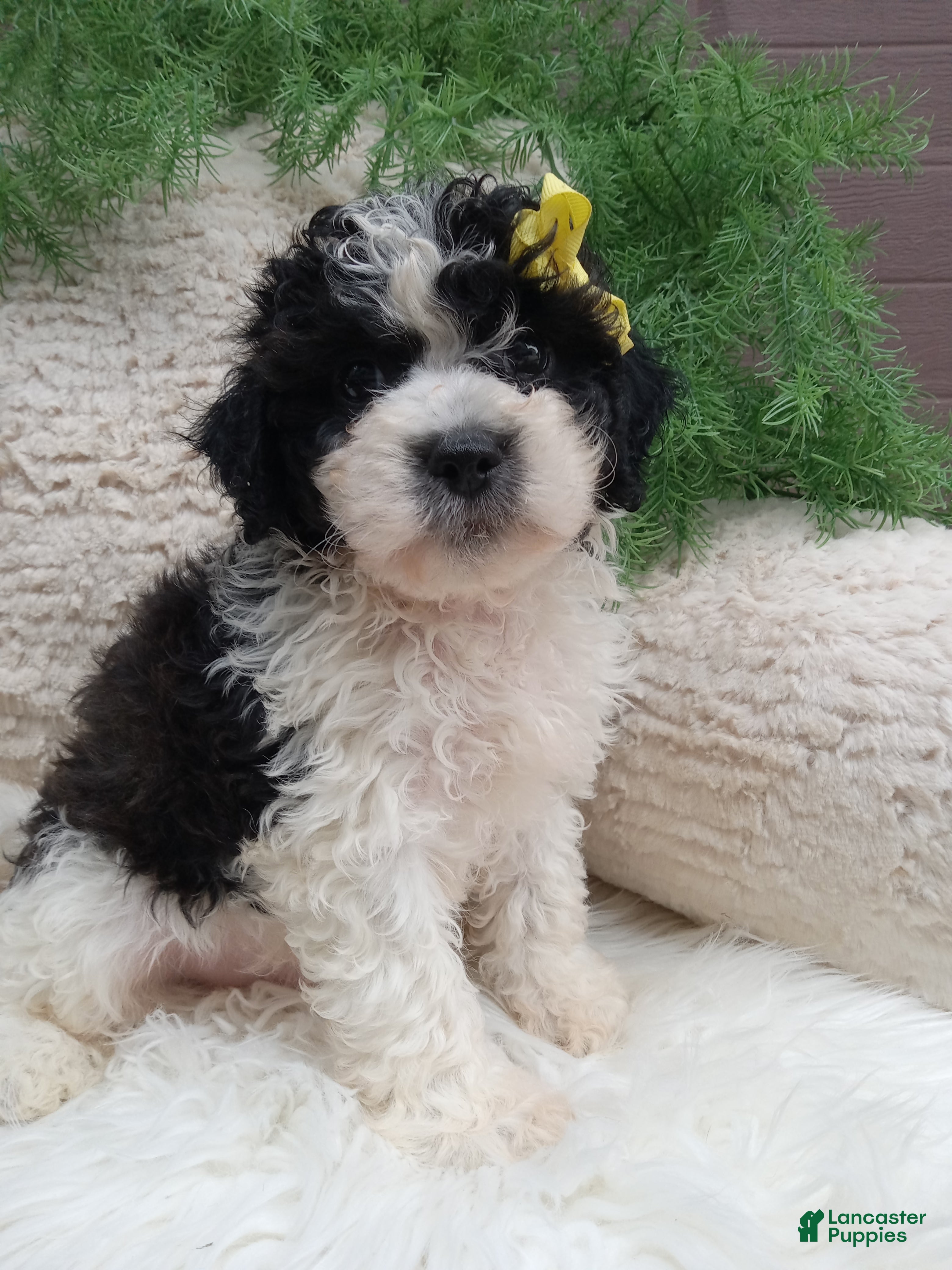 Teddy Bear dogs Toby - Ad 2