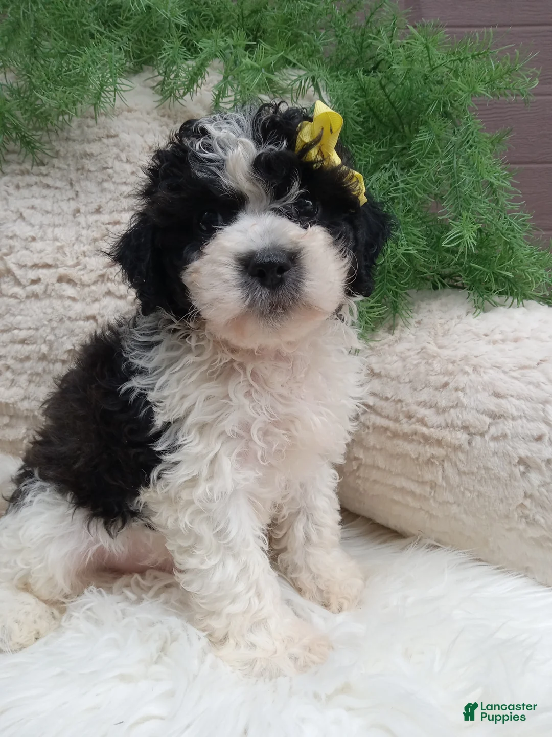 Teddy Bear dogs for sale: Toby - Ad 2