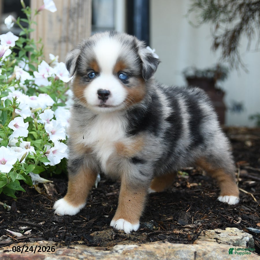 Miniature Australian Shepherd dogs Wooton - Ad 2